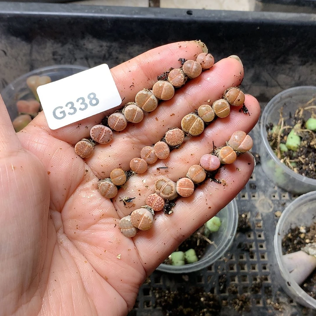 一**子G338多肉植物保护研究所