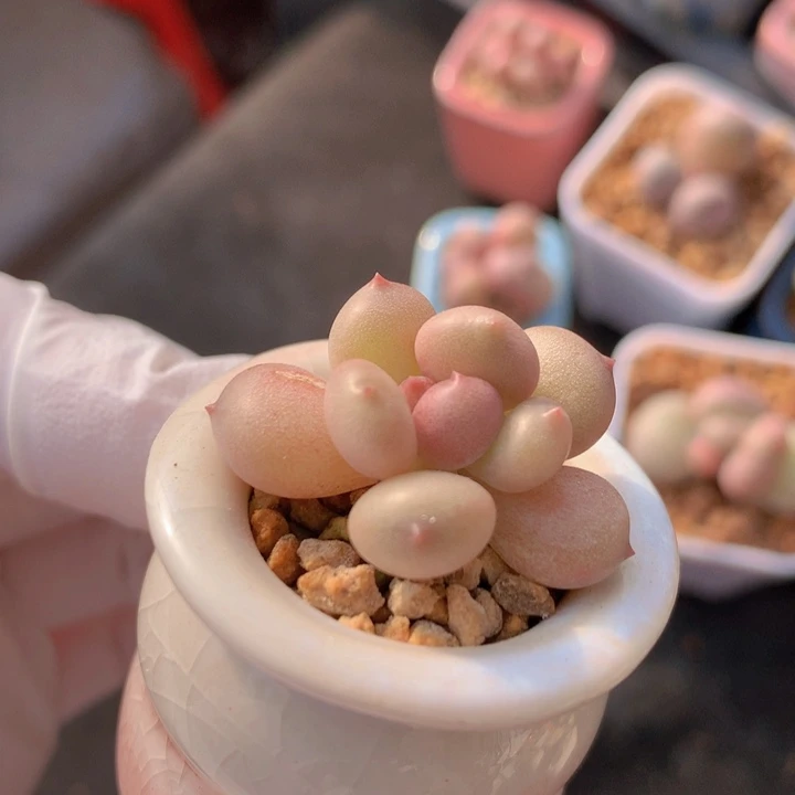 067 萤火虫 小灯笼 超可爱