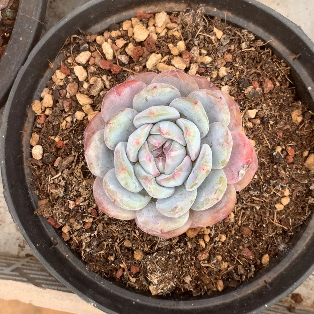 无花朵哈哈哈哈哈哈哈哈9