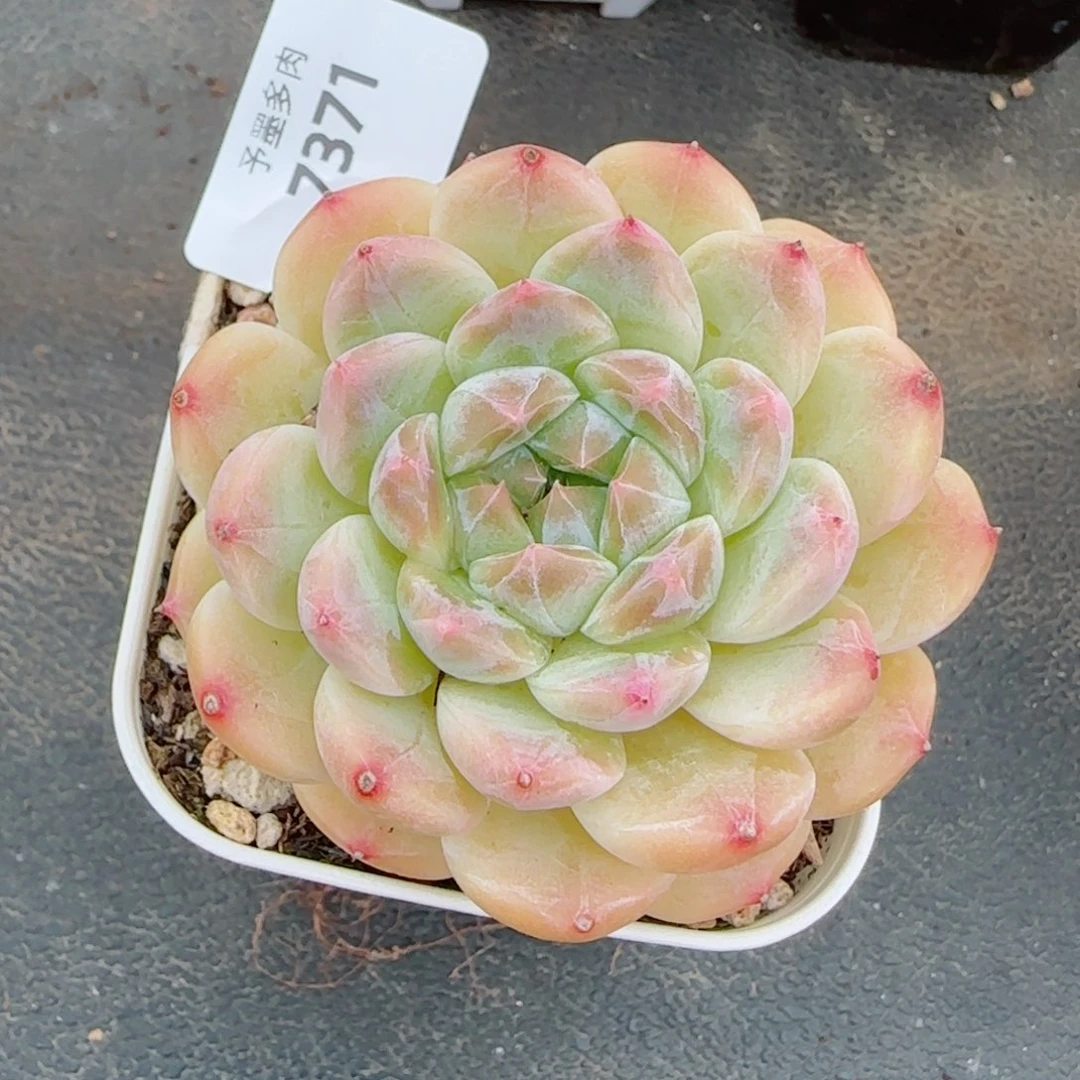 黄冰魄，7371多肉植物