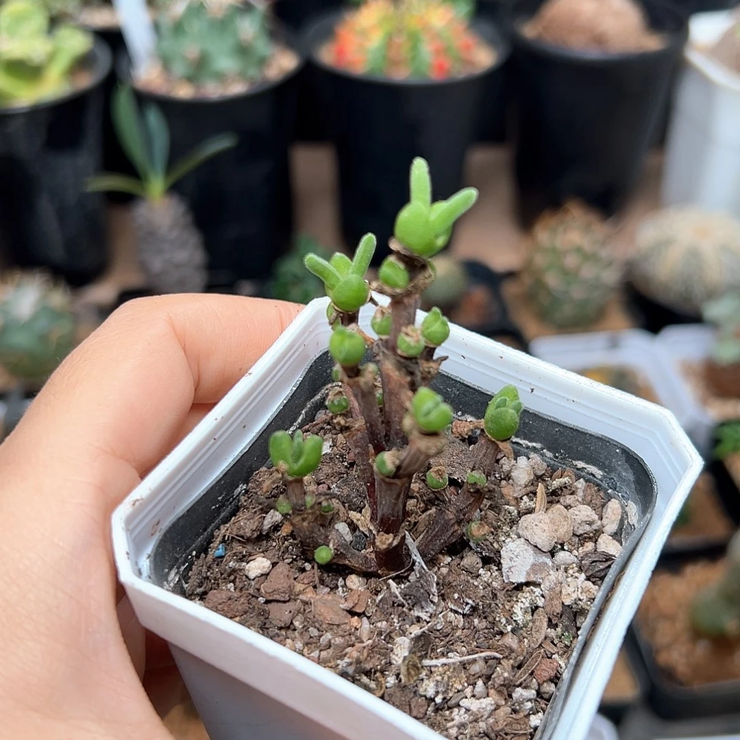 枝干兔子群一颗一颗