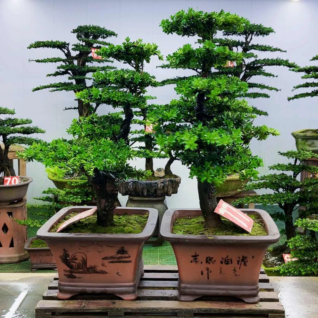 【闪购商品】无花朵罗汉松盆景作品赏
