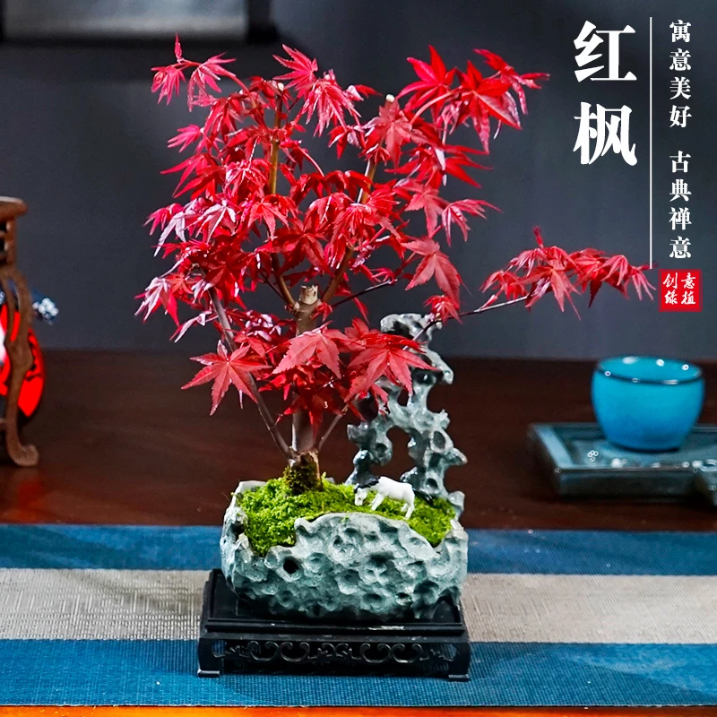 红枫造型创意盆景老桩树苗四季常青叶盆栽植物红舞姬室内好养美观