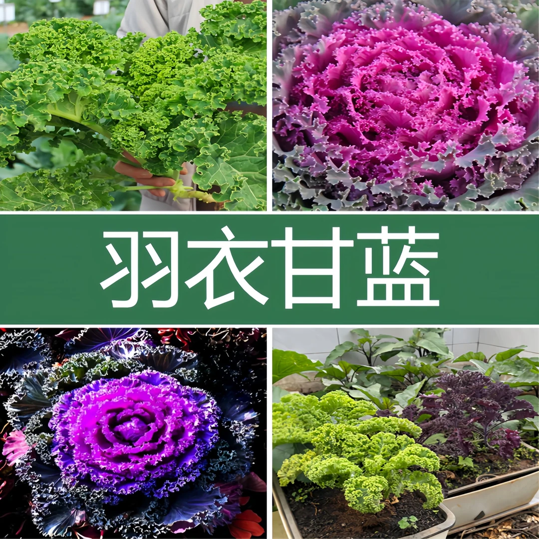 羽衣甘蓝秧苗大全绿羽衣粉羽衣紫羽衣蔬菜四季可种种苗基地直发