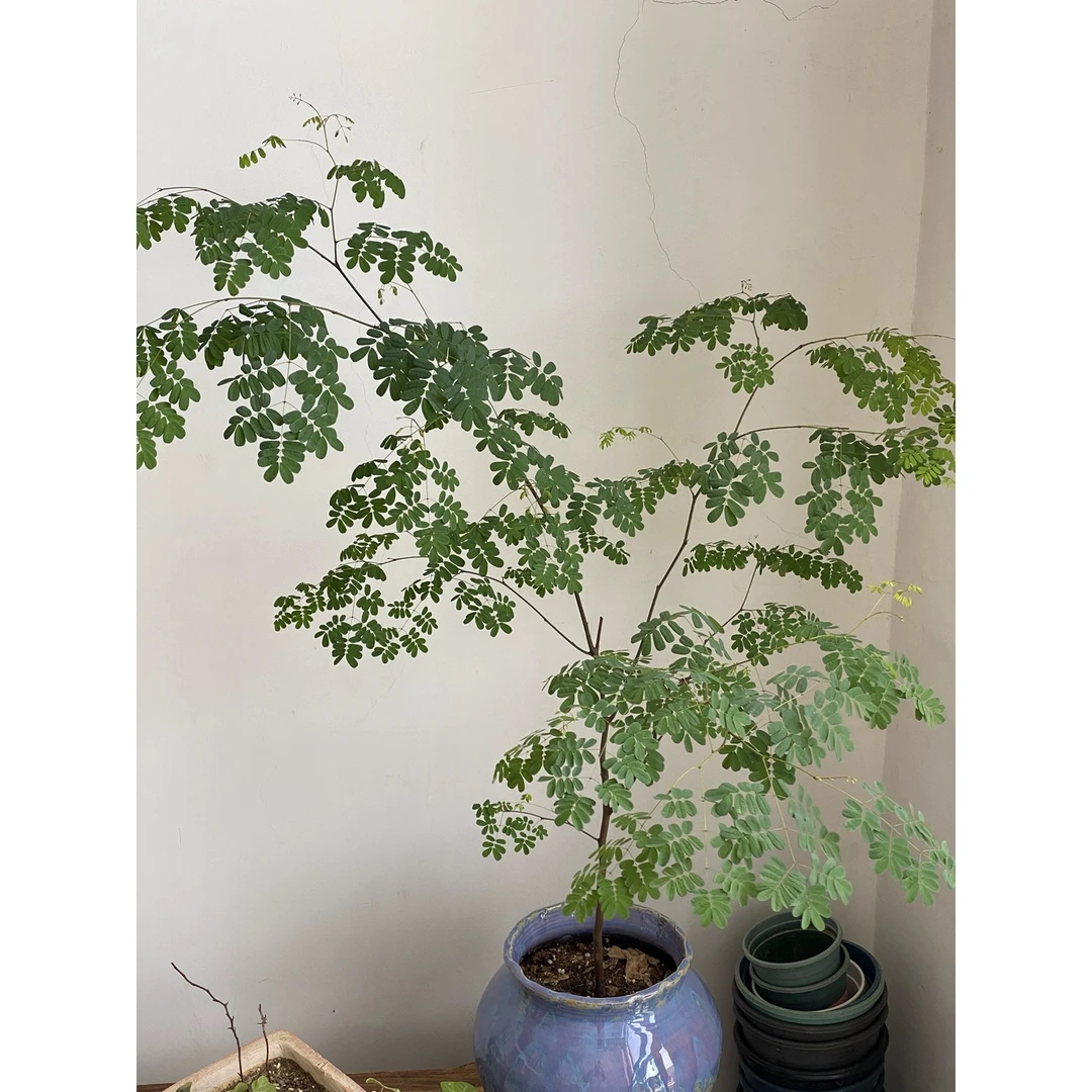 美好花园|顺丰包邮室内耐荫植物巴西红檀铁力木密叶象耳环铁架木