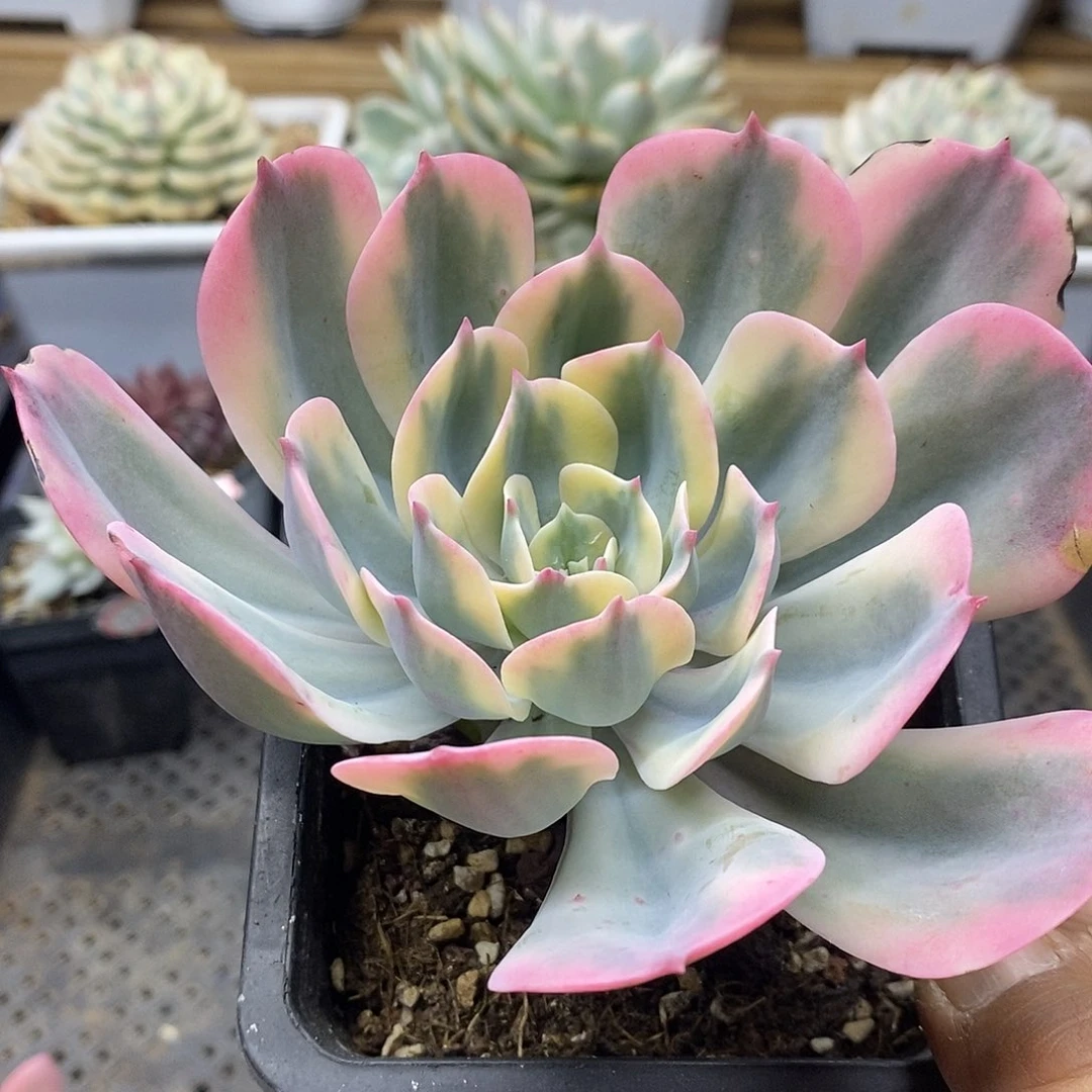 3073 玉凤锦有杆子