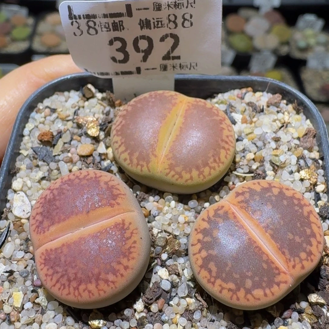 Ssssss便宜出了清货392