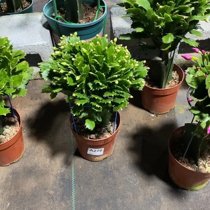 当前无花栽培后可以开花276嫁接白玛丽