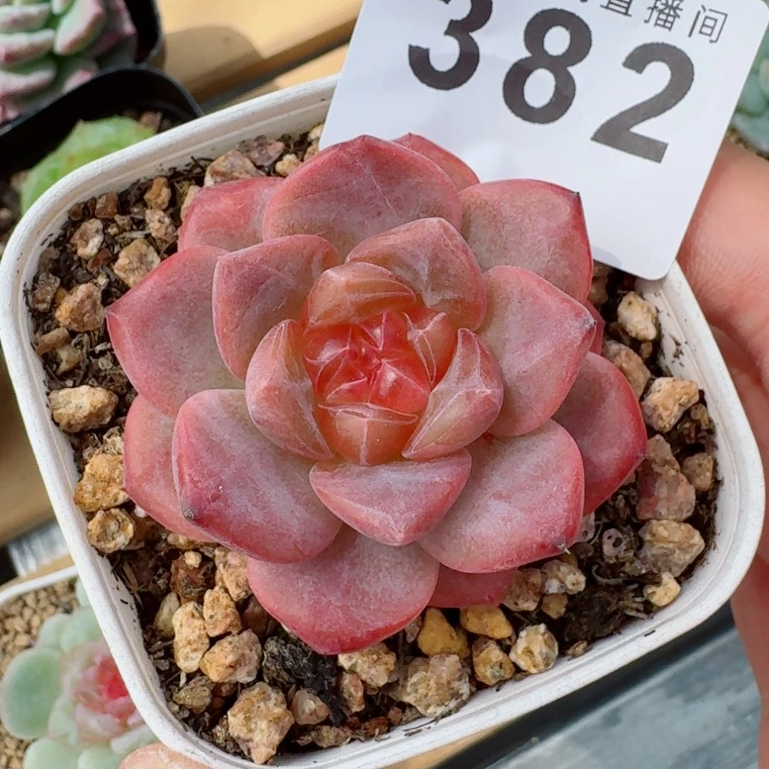 奶芙            精美多肉植物
