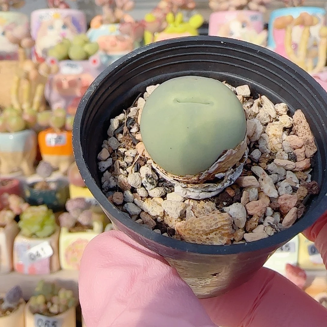 可爱鸽子蛋 盆口3cm