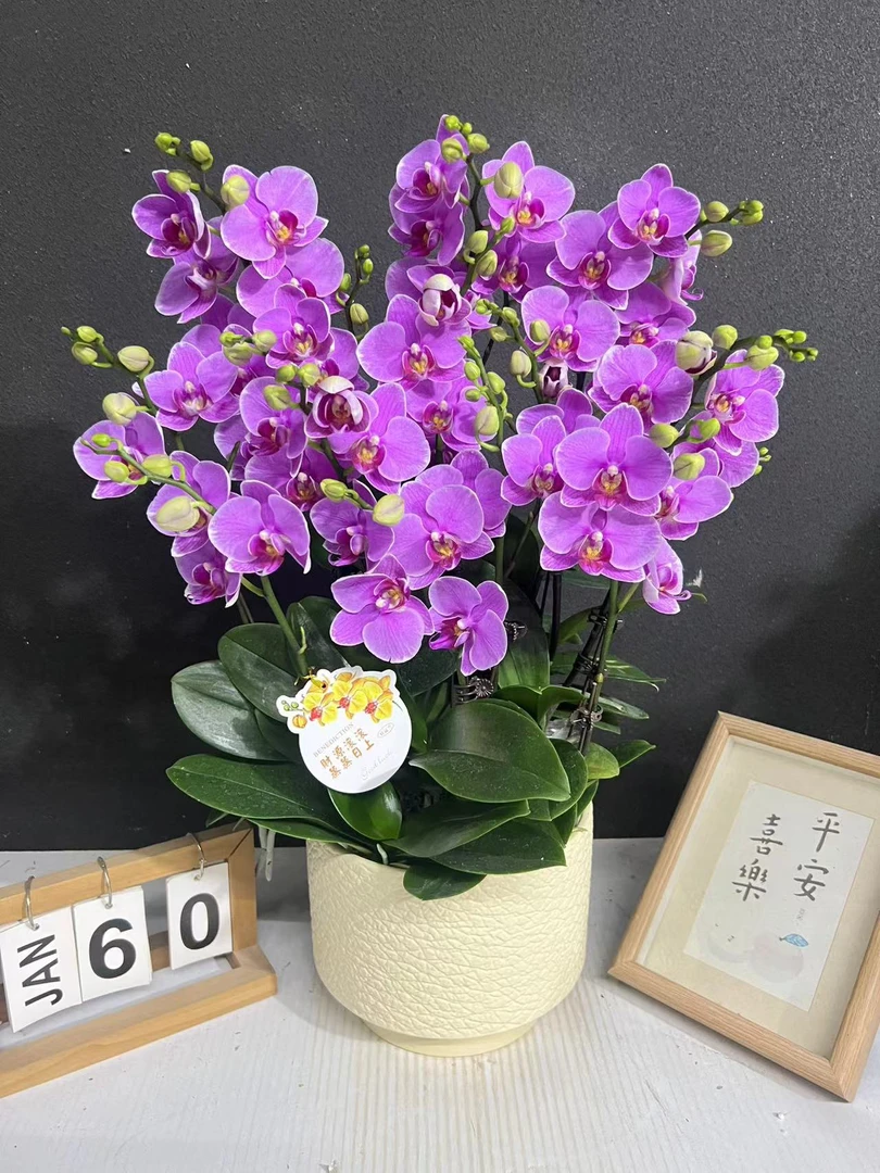 简香《紫蝶》鲜花高端蝴蝶兰艺术组盆鲜花摆设高端花卉