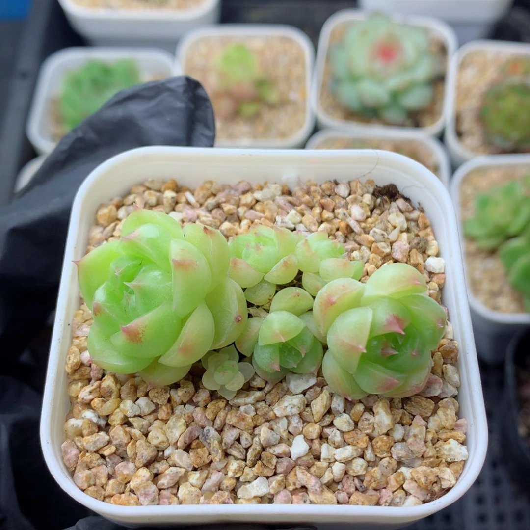 58包邮  群生不包整麦秆群12