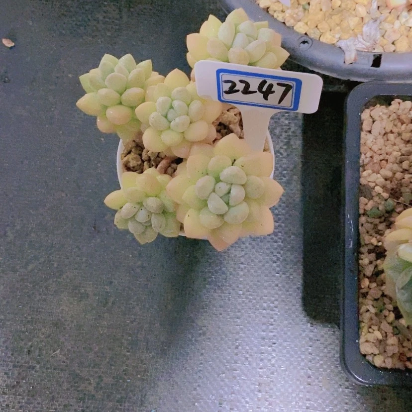 【闪购商品】?****默2247