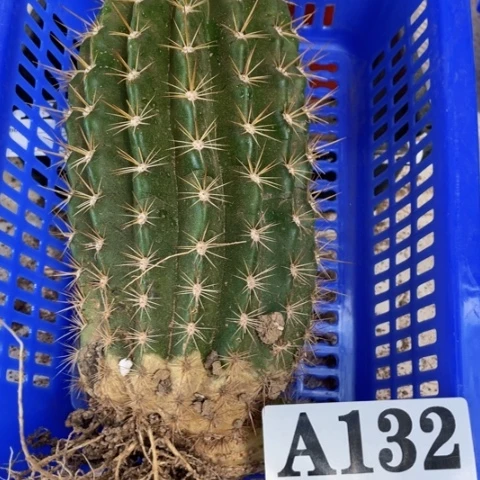 品种苗毛花柱a 132