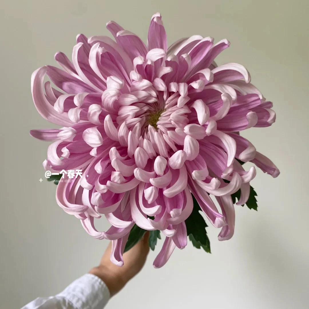 七叶花坊# 【国风大菊-珠玉】鲜花优选 顺丰直发