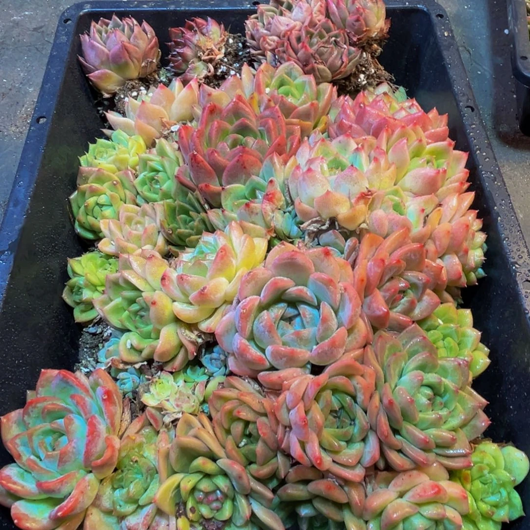 714多肉葡萄的价格是多少啊