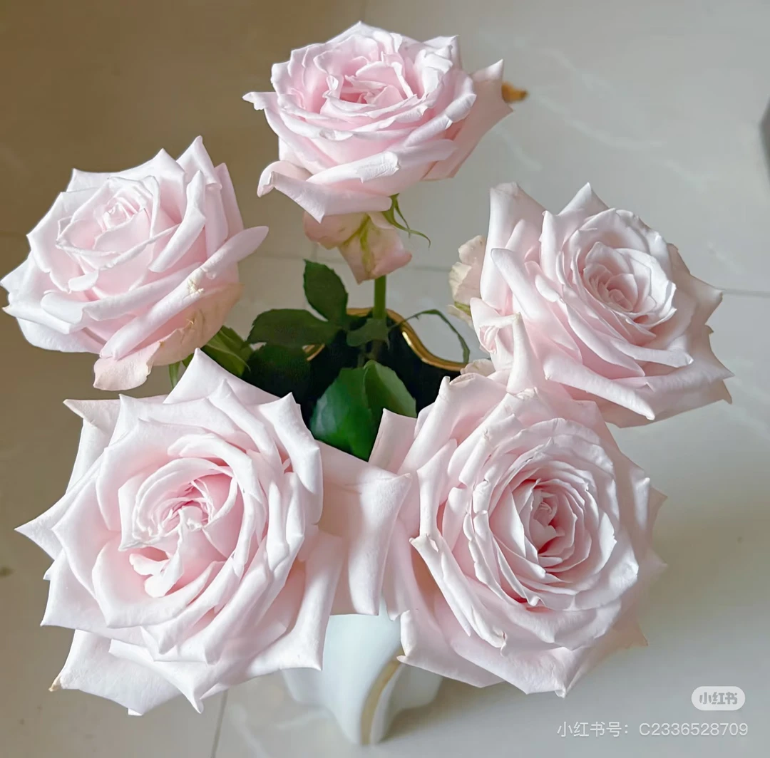 【董小姐】丹蒂香水单头帝王玫瑰云南直发顺丰包邮