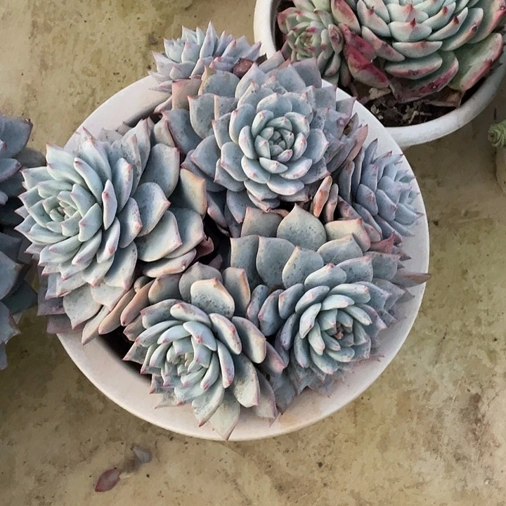 加***2粉蓝多肉植物群生