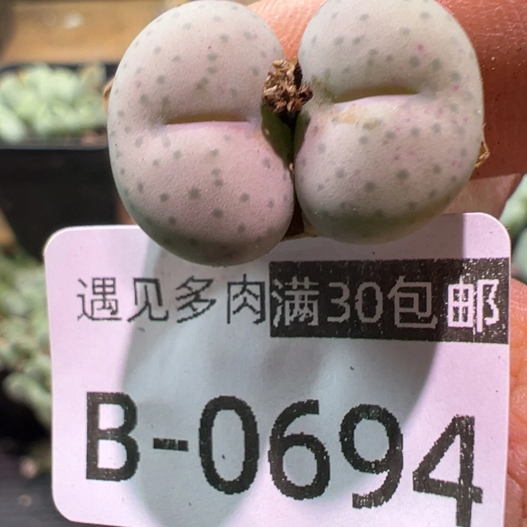 多肉植物1111111111111