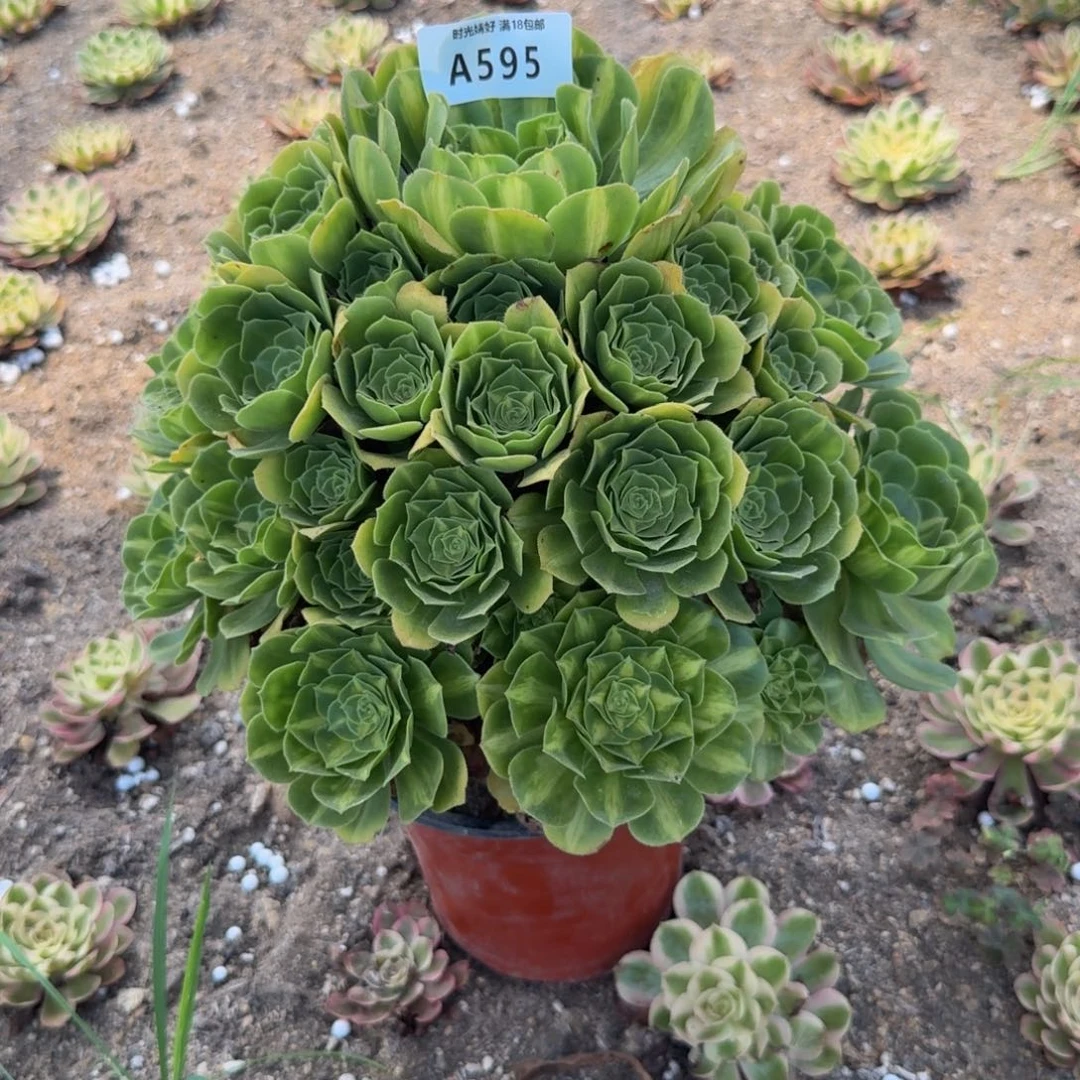 谢****595琉璃 多肉植物