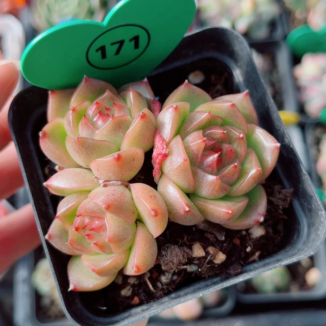 171号小老桩珍妮群