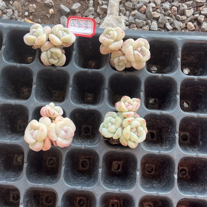 花朵朵一物一拍专拍