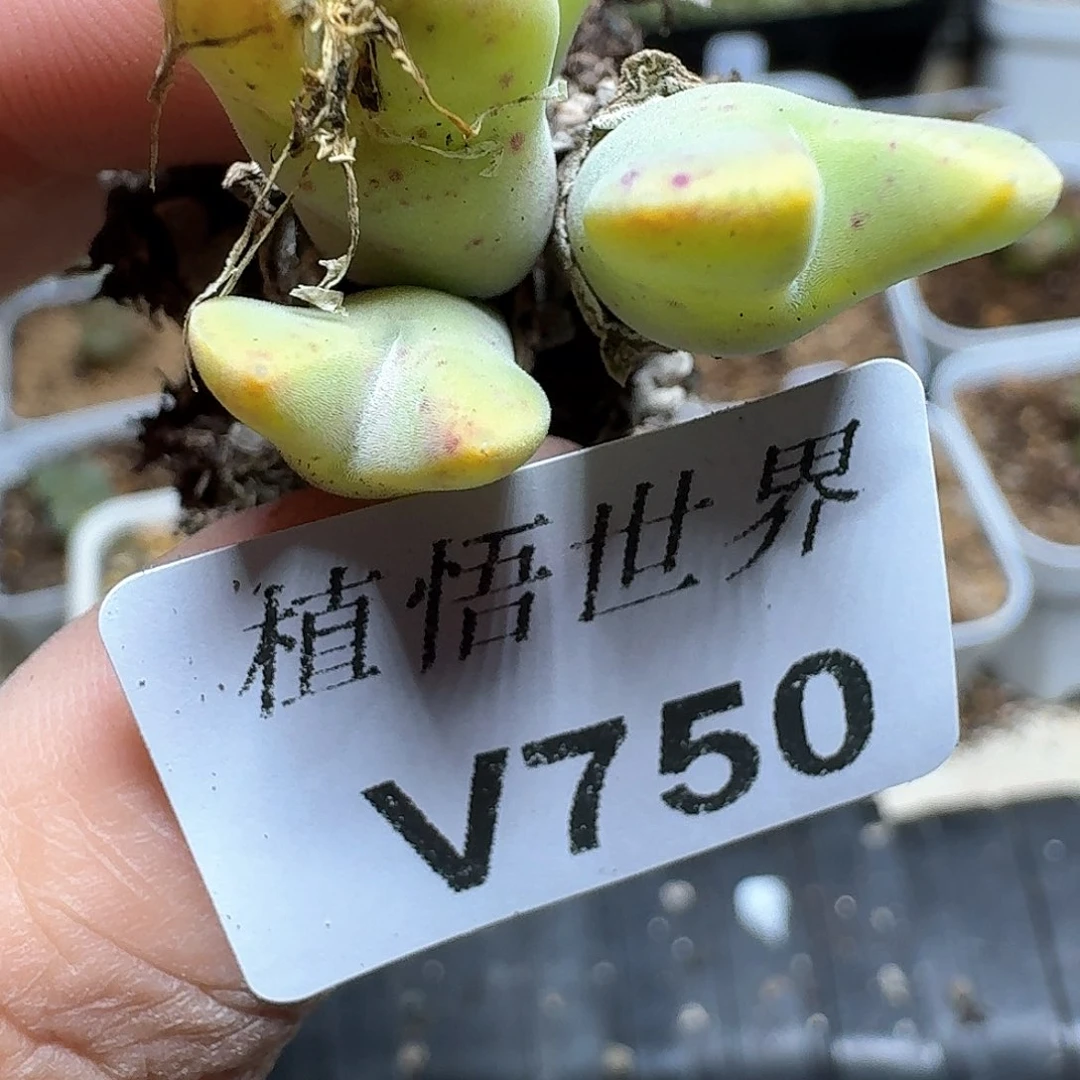 750盒多肉植物哇c f