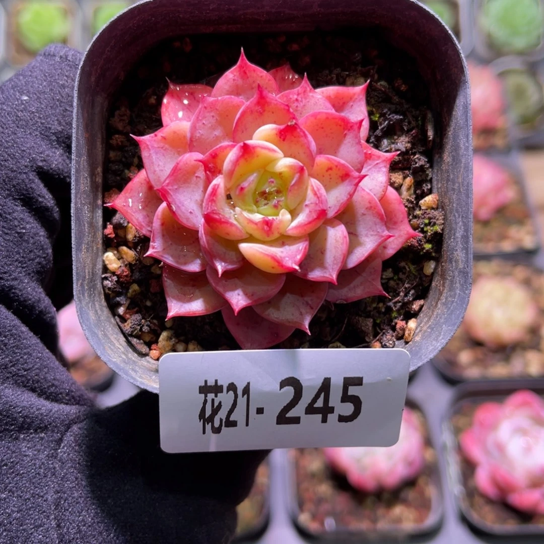 花利美21-245冰粉