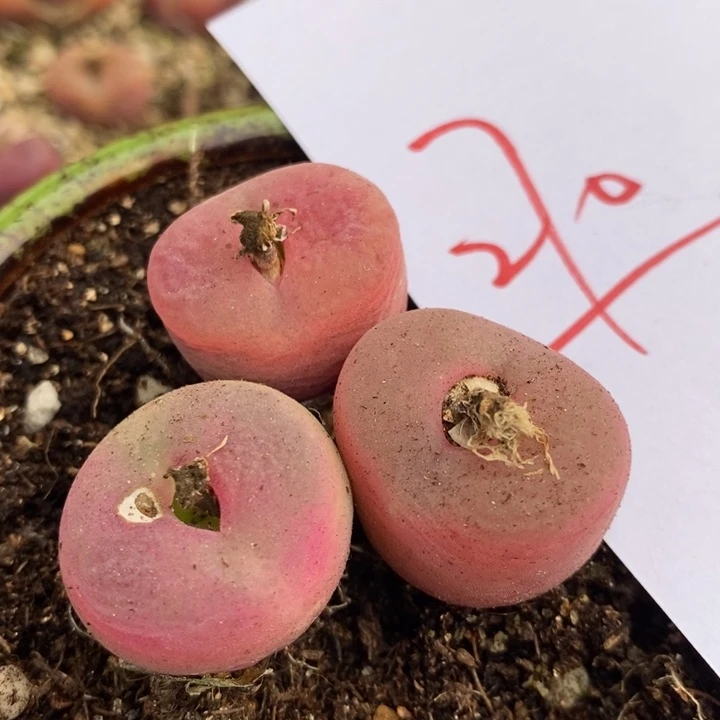 270有伤一组一组