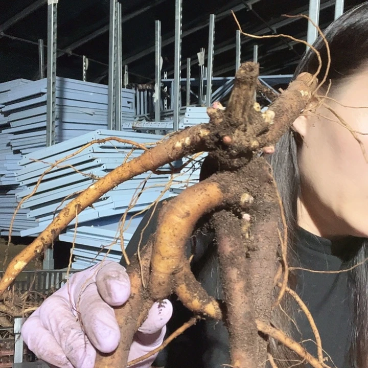 当前无花栽培后可以开花枕边语1苗