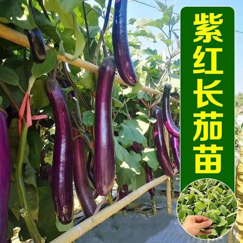 茄子苗杭茄一号线茄苗秧苗紫长茄苗圆茄苗四季种植盆栽大田蔬菜苗