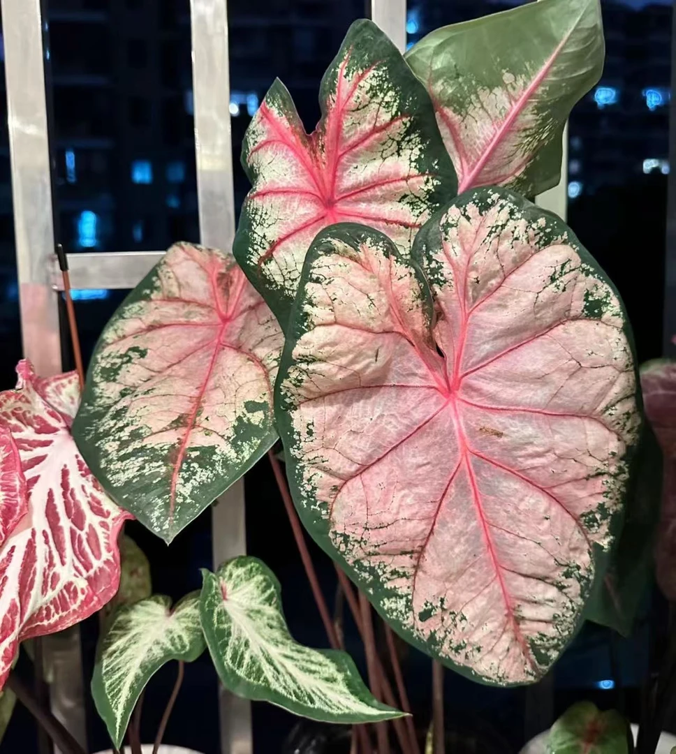 【苹果花】(进口 大颗 彩叶芋)好养室内观叶植物