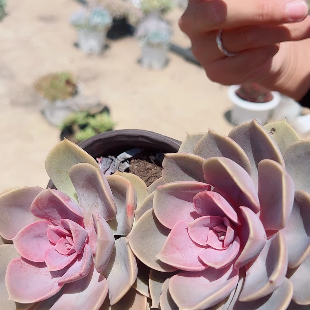 3盆紫丁香 多肉植物