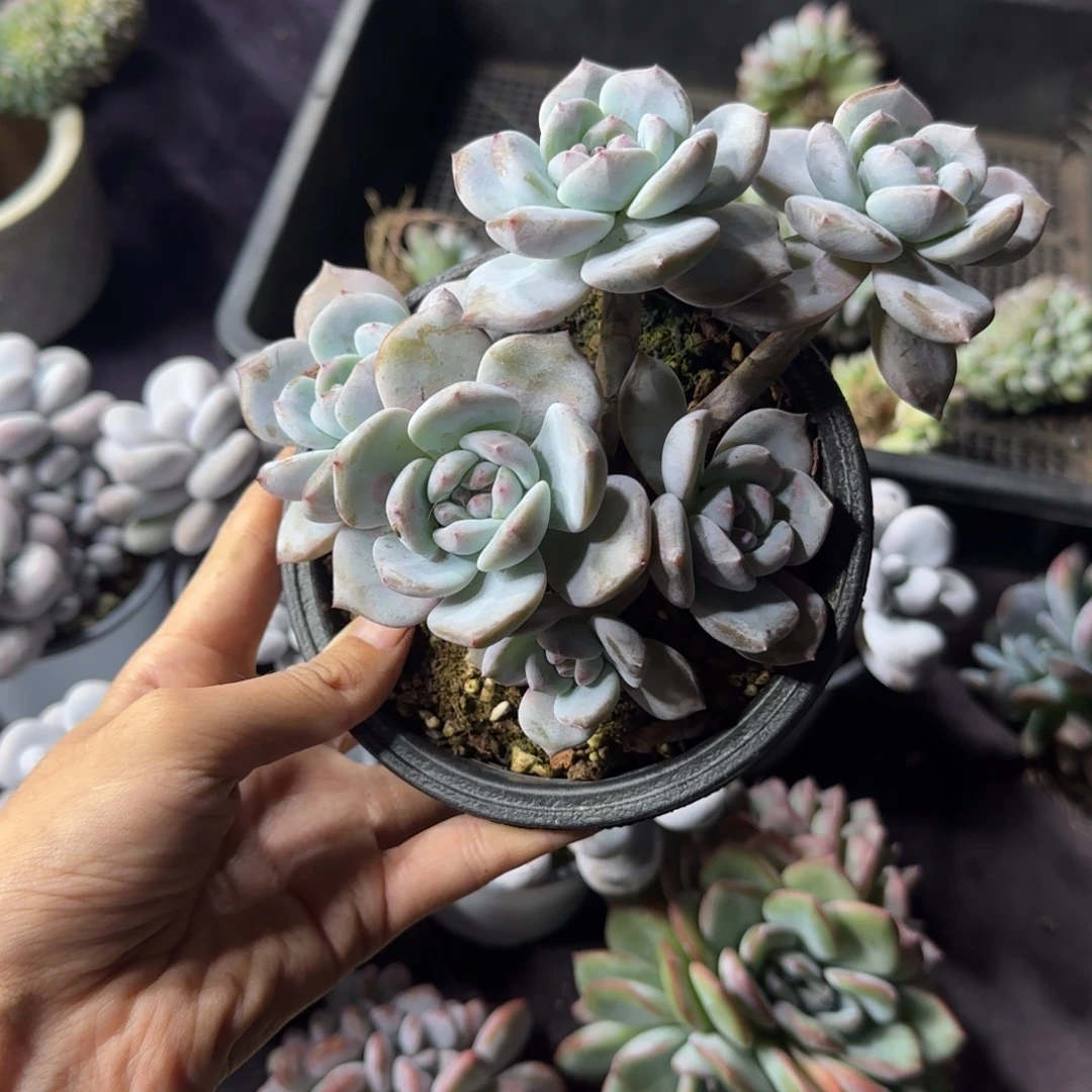 星影6头飘枝一物一拍有砍