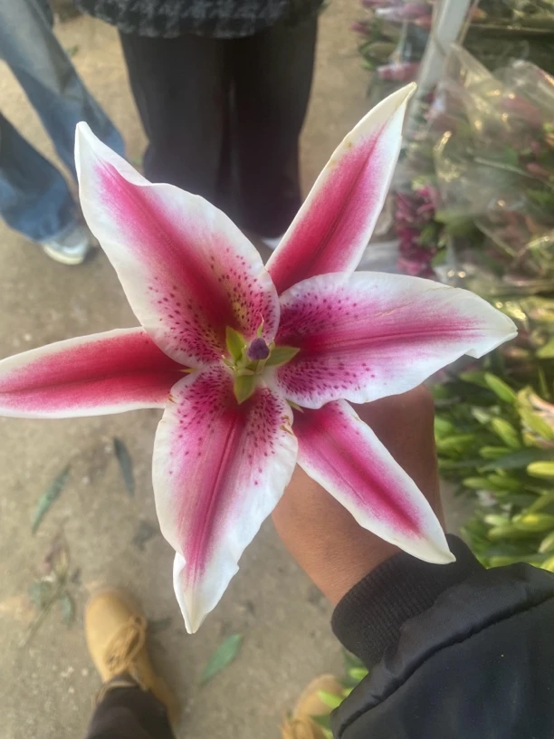 4号非洲小姐百合多头微开，我要买我不售后