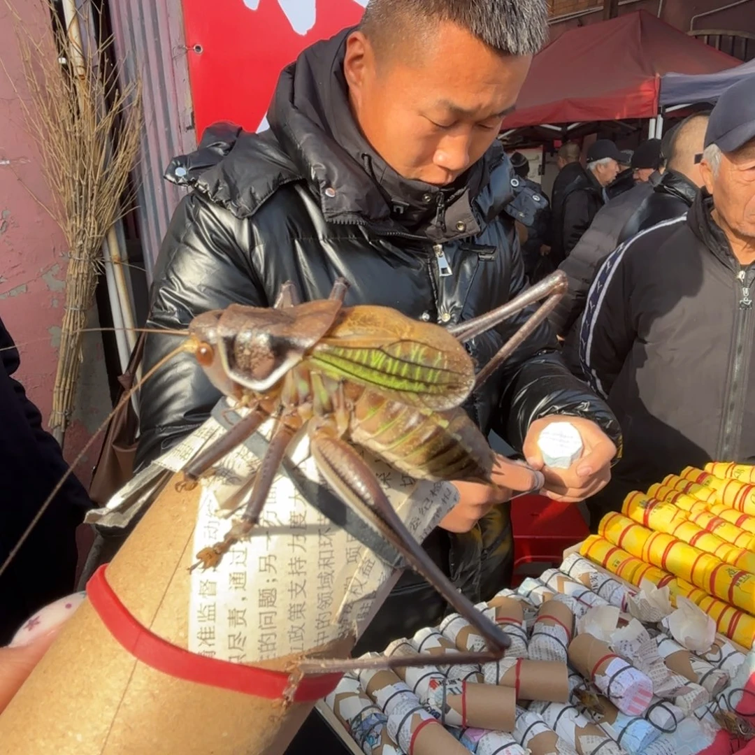 M***.蝈蝈蝈蝈福福价格