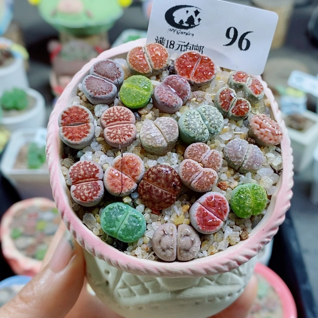 生石花花哈哈哈哈花花96