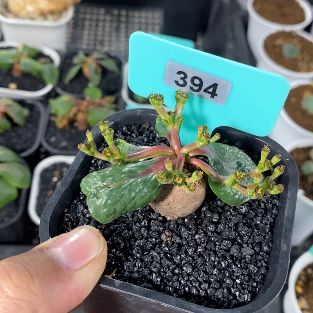 鬼笑大戟多肉植物一个