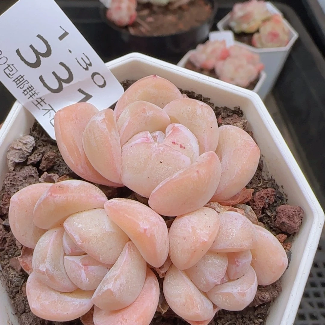 雪媚娘三头一颗脱土发货