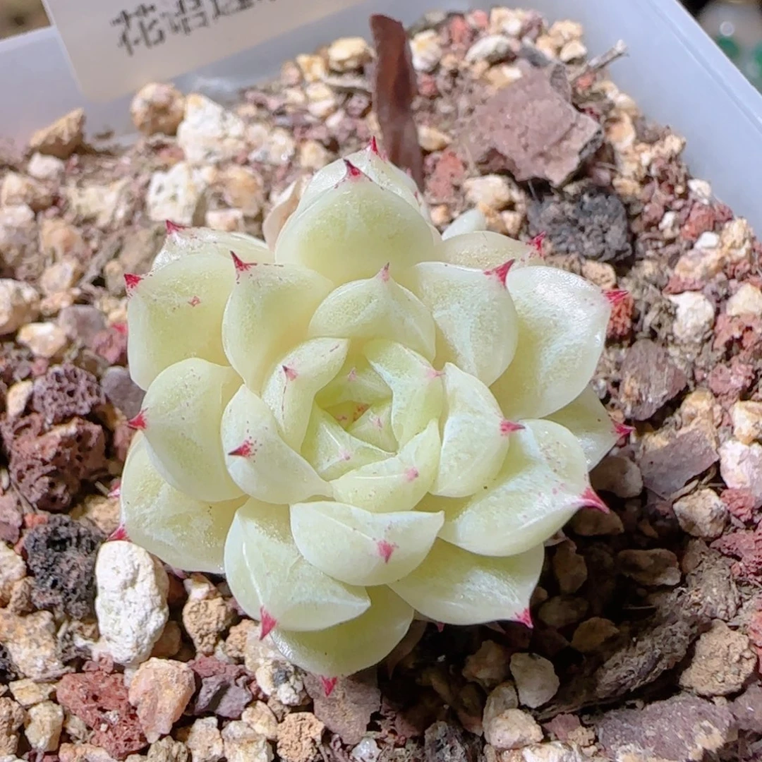 花语逸镜1130-28小