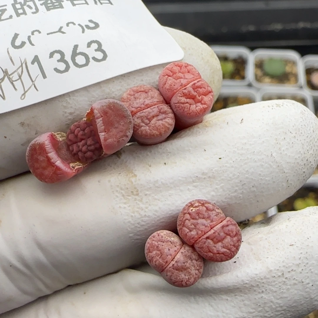 1363。抽奖第一波。当天随单发走。过时无效。