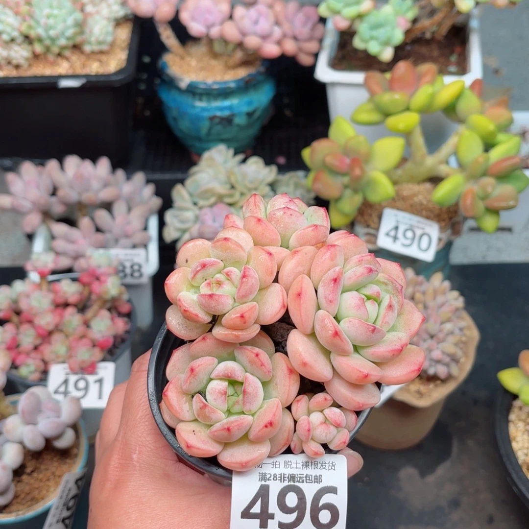 香草多肉无盆土发货