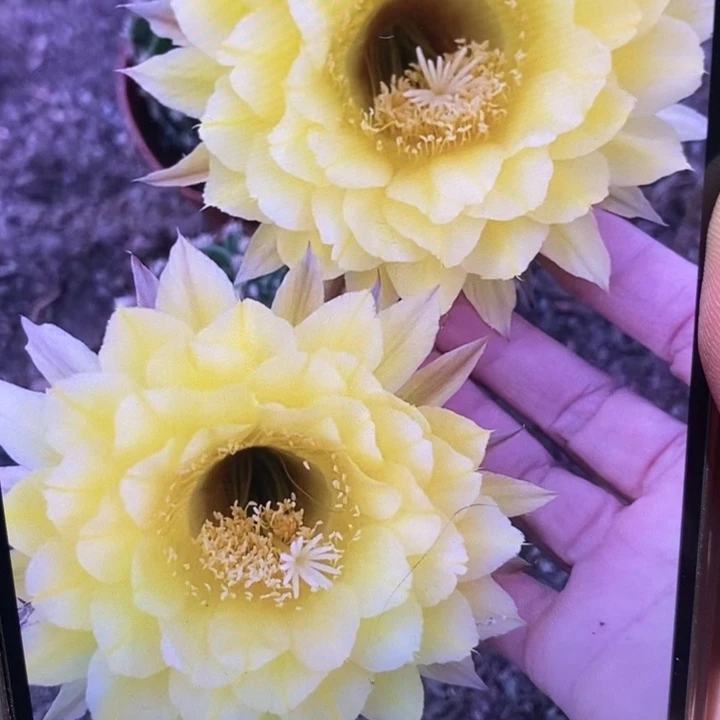 彩草96号6-7公分左右