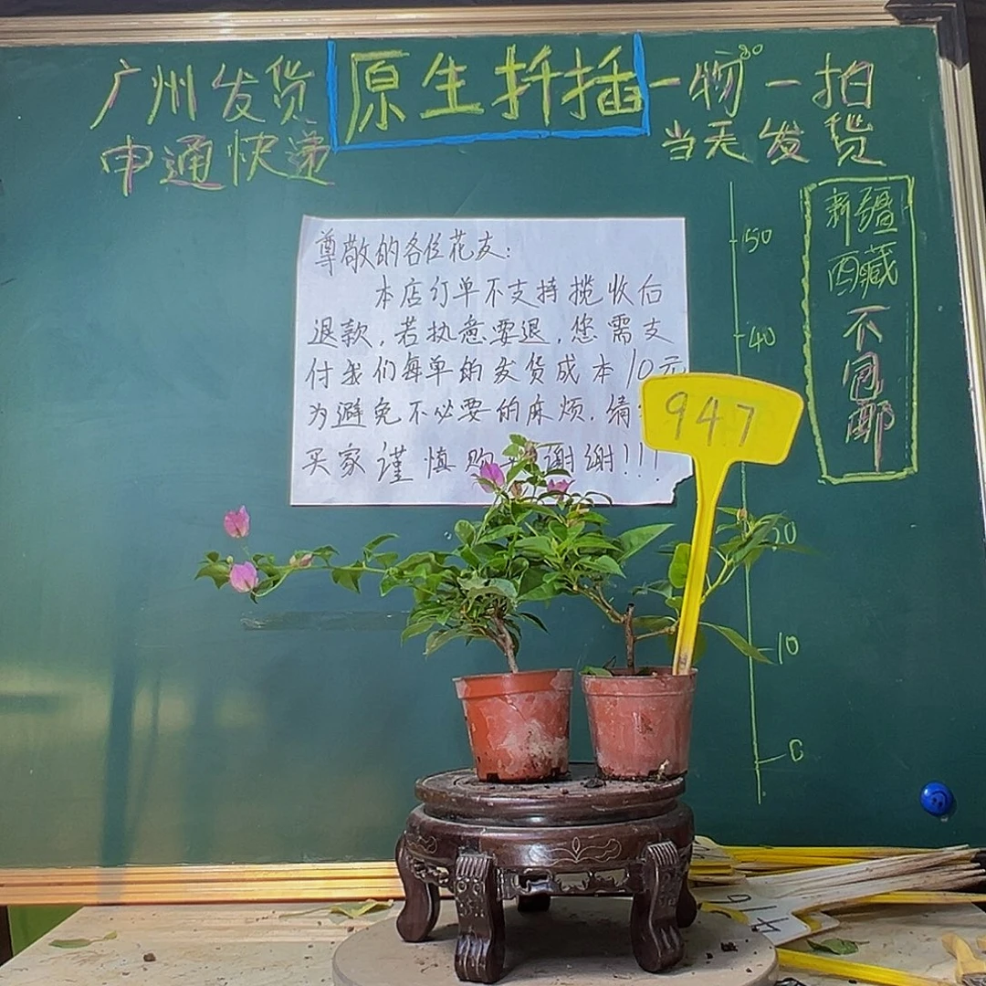 当前无花栽培后可以开花暗斑水晶掌中宝 雪紫掌中宝947