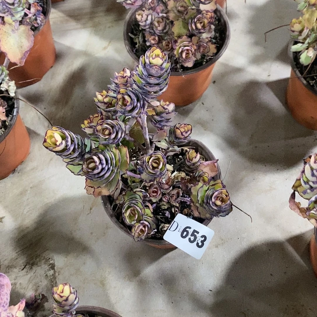 惠*姐653锦绣牡丹多肉植物