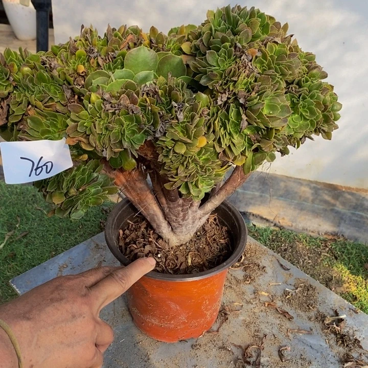 完全开放760号柠檬玫瑰缀化1颗多肉