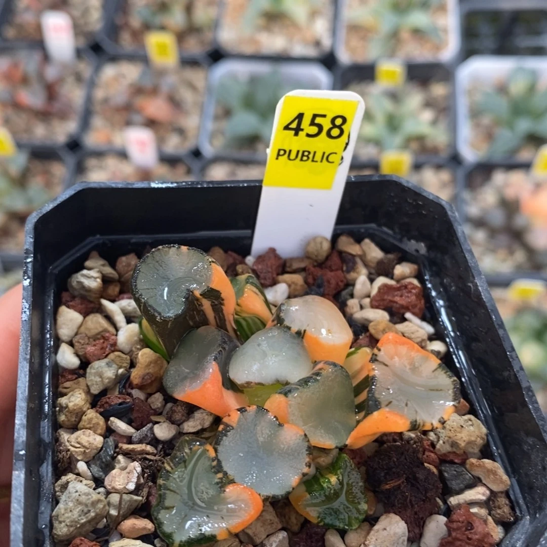 不开花植物458空门