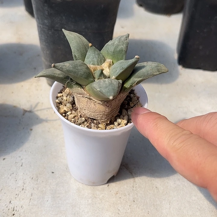 无花朵实生岩牡丹一物一拍