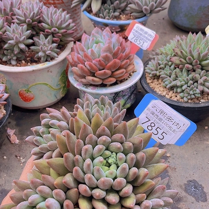 7855红蜻蜓。