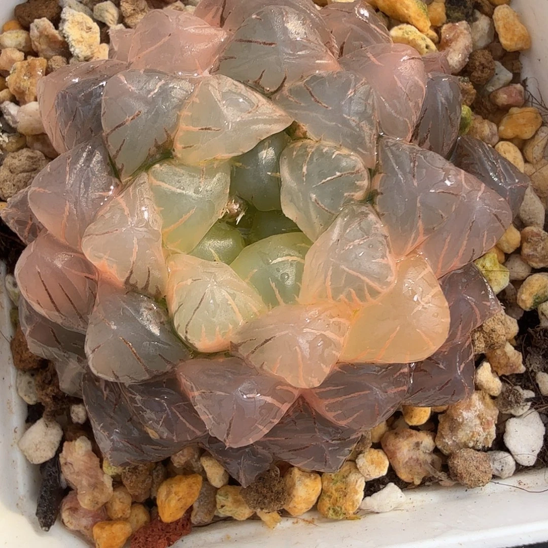 冰灯玉露锦，多肉植物。